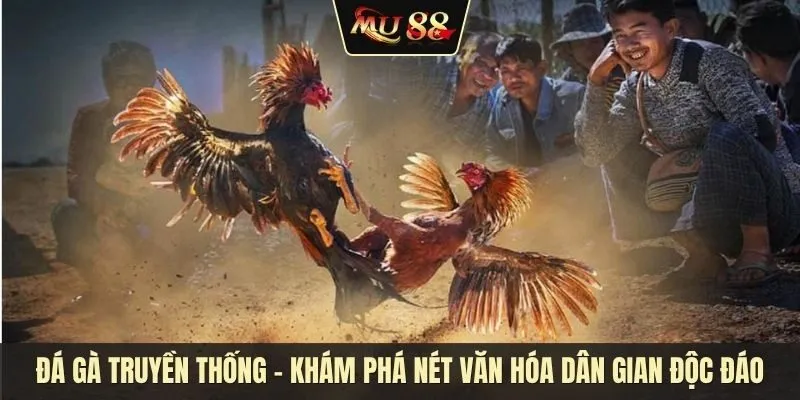 Đá gà truyền thống - Khám phá nét văn hóa dân gian độc đáo Đá gà truyền thống - Khám phá nét văn hóa dân gian độc đáo